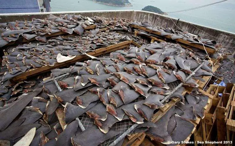 Trafic d’ailerons des chondrichtyens : les requins plus menacés que les éléphants et les grands félins