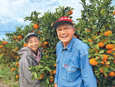 Photo shows Yoshimoto Tadashi and his wife in their citrus orchard in Uwajima, Ehime Prefecture, Japan. (Photo provided by Yoshimoto Tadashi)