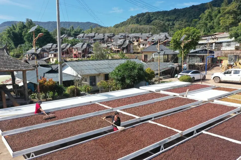 Villagers dry coffee beans in Mangmao village, Menglian county, southwest China's Yunnan province. (Photo by Liang Zhiqiang/People's Daily Online)