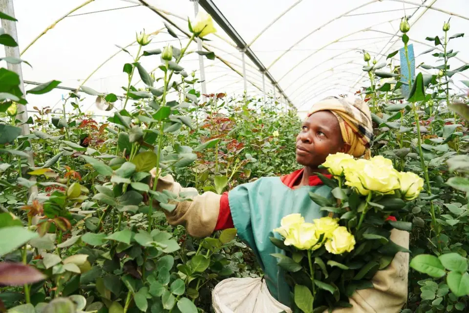 A farmer picks flowers in a greenhouse by Lake Naivasha in Kenya. (Photo by Huang Weixin/People's Daily)