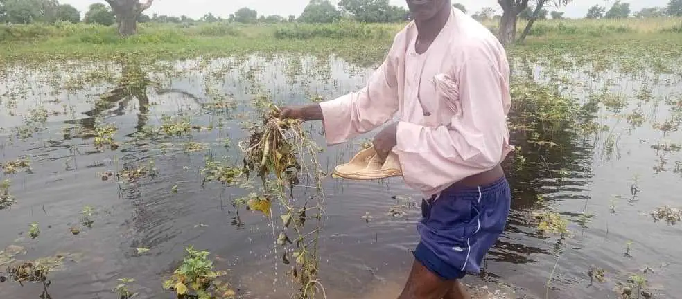 Tchad : plus de 100 hectares de champs dans l'eau au canton de Bayaka