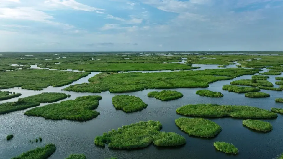 Photo taken on July 26 shows a wetland in the Yellow River Delta National Nature Reserve, Dongying, east China's Shandong province. (Photo by Zhou Guangxue/People's Daily Online)