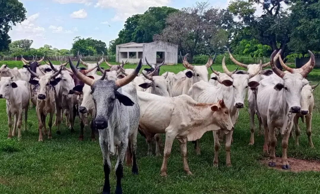 Tchad - Mandoul : Récupération de 32 bœufs d'attelage