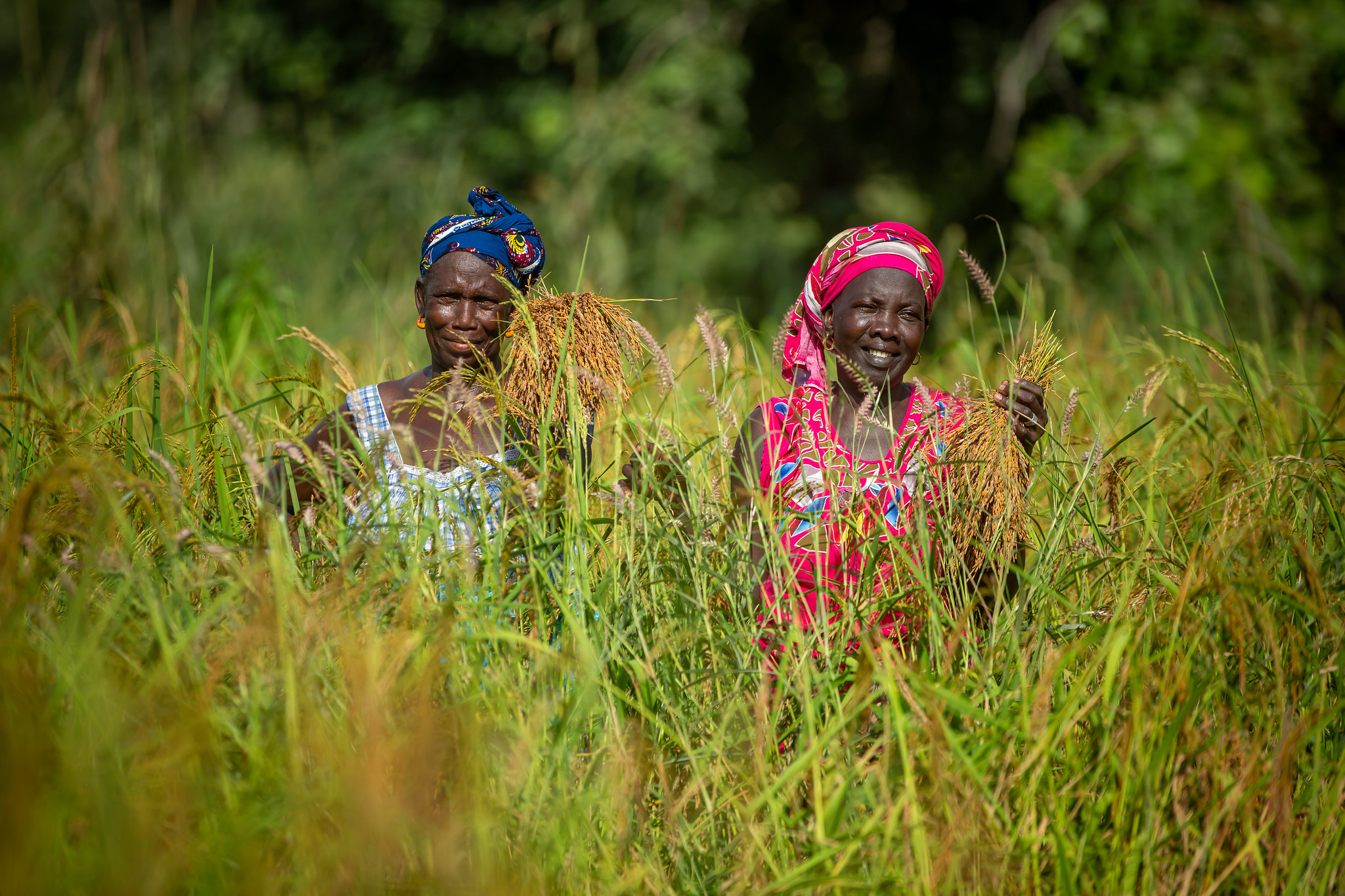 Guinée-Sénégal-Togo : la BAD accorde 102,79 millions $ pour soutenir les agriculteurs