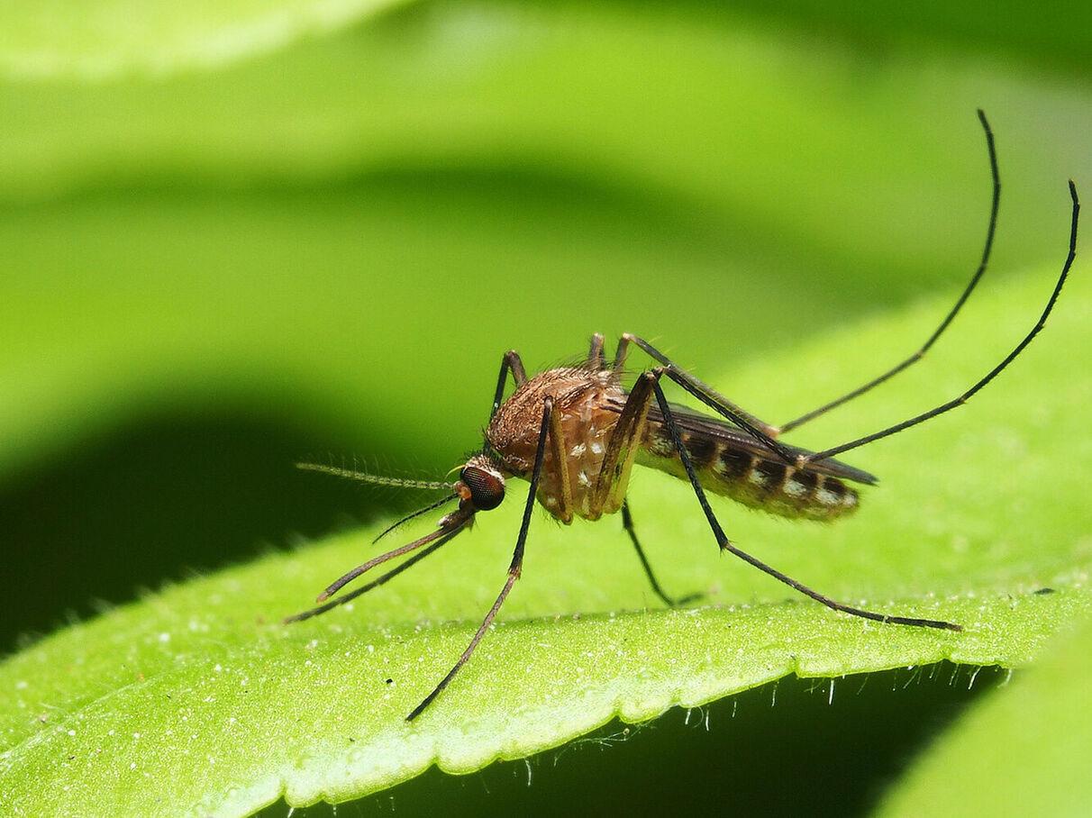 Afrique : rapport sur la lutte contre les maladies tropicales négligées dans les pays francophones