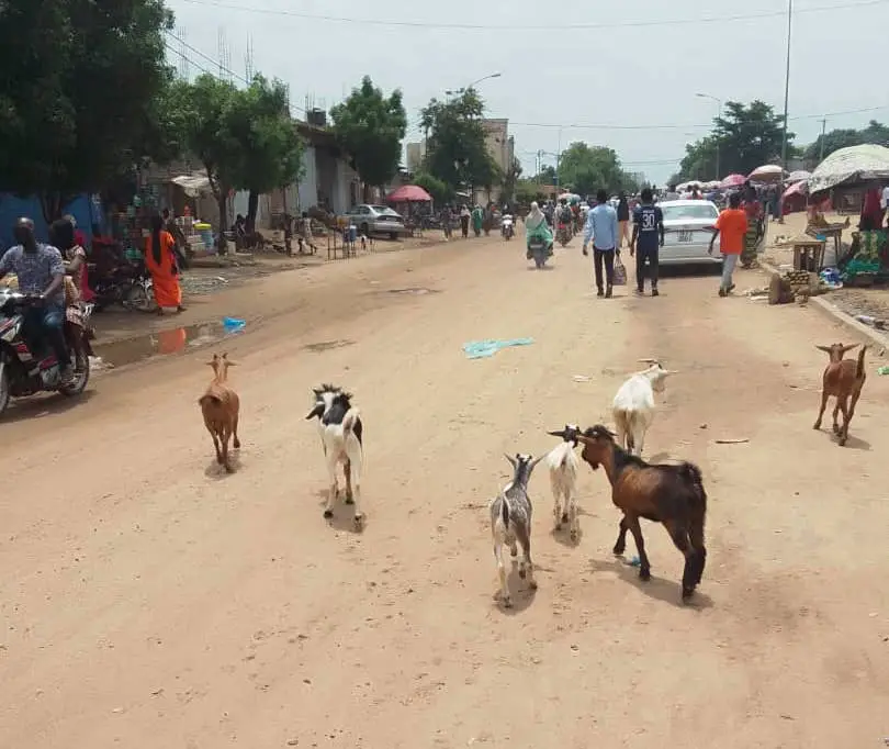 ​N'Djamena - Divagation des animaux dans la ville et sur les voies : un risque d'accidents. © Témandang Gontran/Alwihda Info