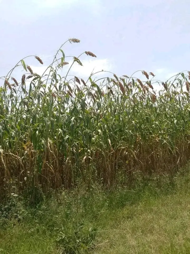 Tchad : Mauvaise gestion des produits agricoles, un souci pour les paysans