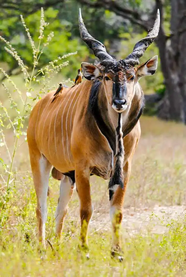 L'Éland de Derby : Un joyau de la faune centrafricaine