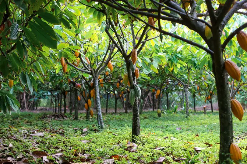 Côte d’Ivoire : des dispositions pour le bon fonctionnement de la campagne cacaoyère 2024-2025