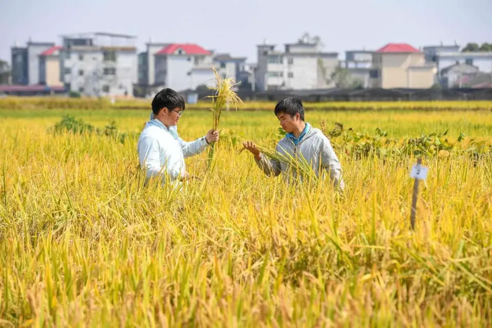 Two graduate students working at a rice science and technology backyard in Shanggao county, Yichun, east China's Jiangxi province, take rice samples in a paddy field. (Photo by Zhou Liang/People's Daily Online)