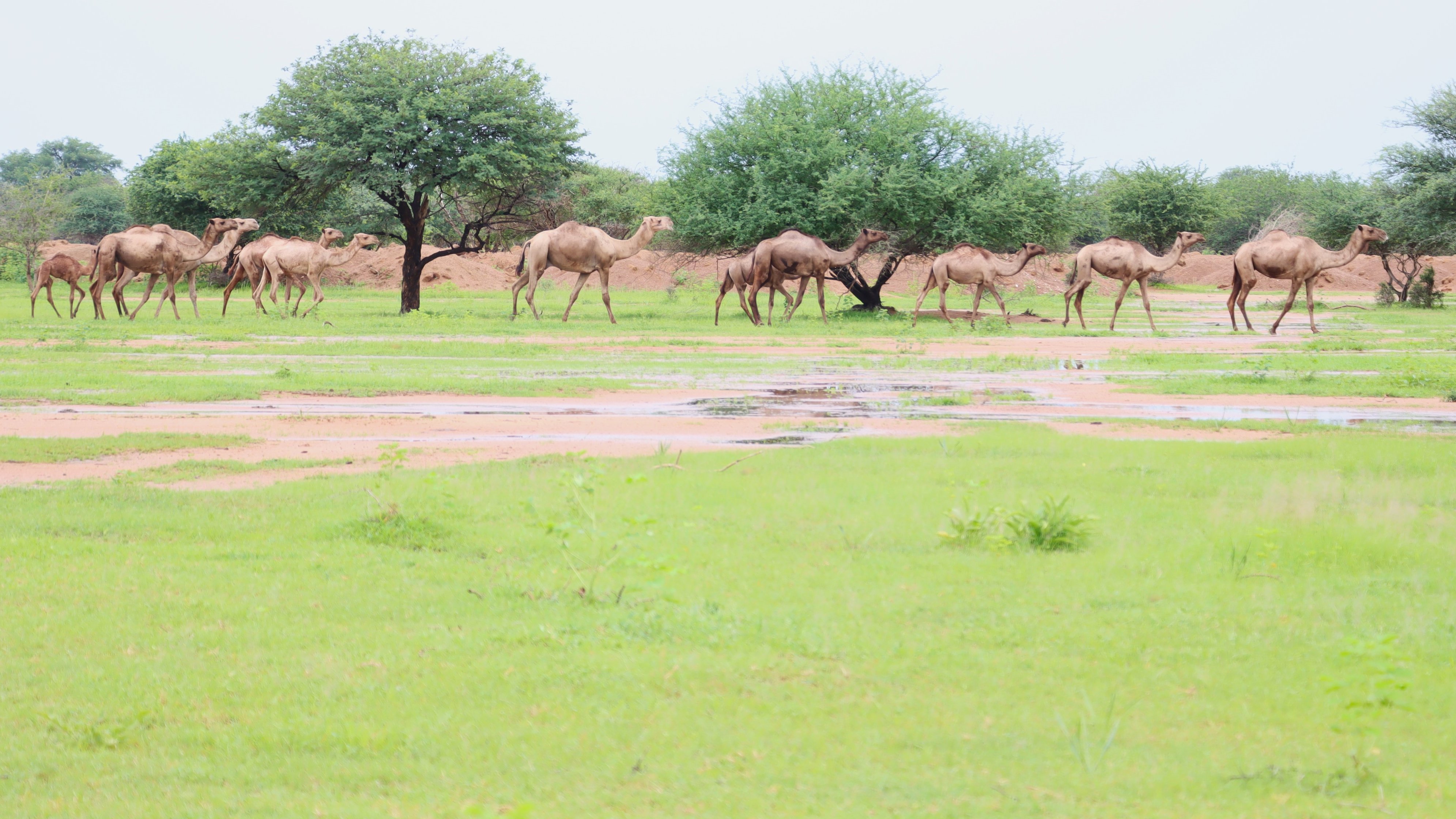 Tchad : Le PAM initie une solution novatrice pour résoudre les conflits agropastoraux