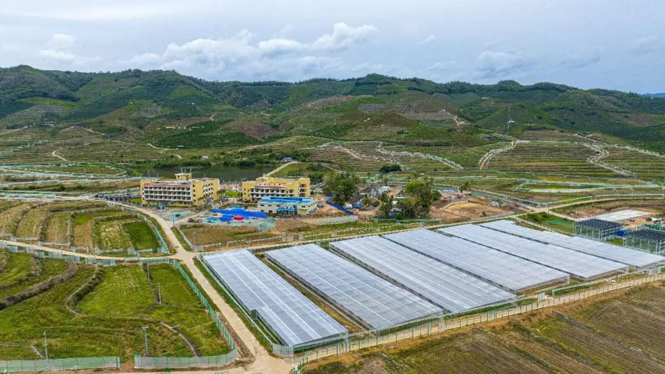 Photo shows a breeding field of the National Nanfan Research Institute of the Chinese Academy of Agricultural Sciences (CAAS) in Yazhou district, Sanya, south China's Hainan province. (Photo by Yuan Chen/People's Daily Online)