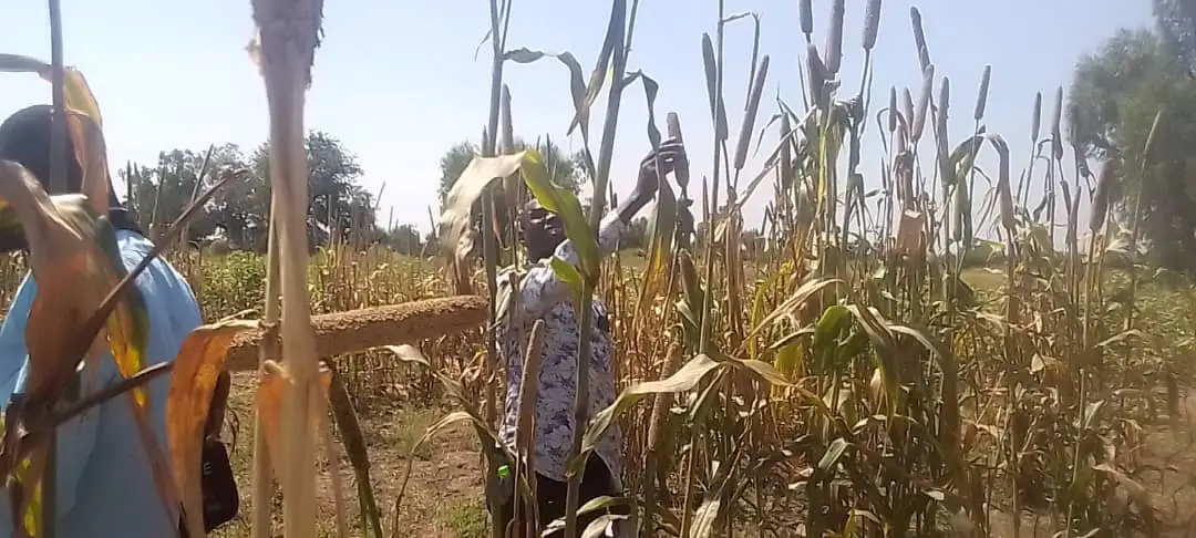 Tchad - Bébédjia : L'ITRAD organise une journée portes ouvertes pour évaluer de nouvelles variétés de céréales