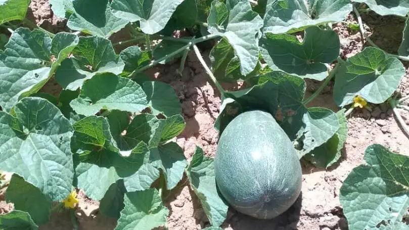 Tchad - Amdjarass : Un jardin partagé entre les Tchadiens et les réfugiés Soudanais pour une paix cultivée