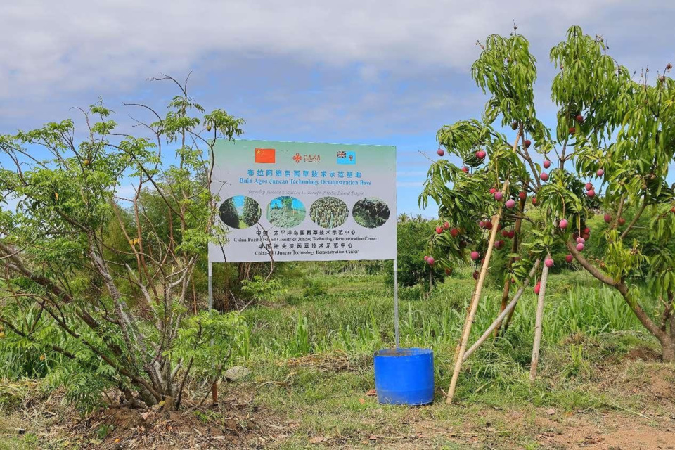 China's Juncao technology brings win-win outcomes to Fiji