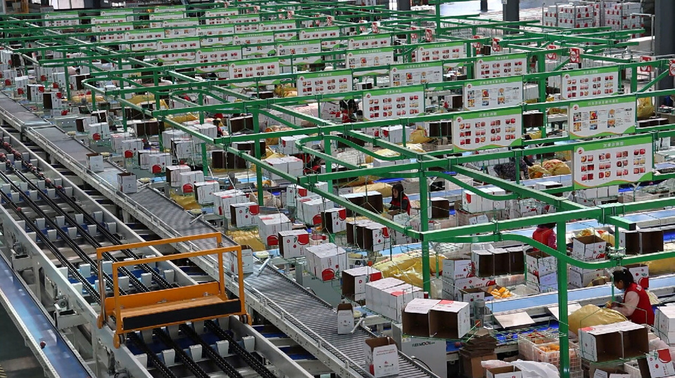 Apples are packed on a production line of a fruit company in Luochuan county, northwest China's Shaanxi province. (Photo by Li Jin)