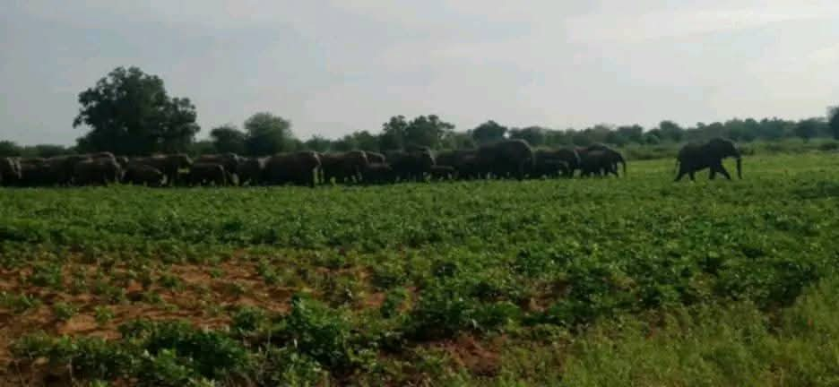 Cameroun - Kalfou : Des éléphants dévastent les champs, les populations menacent de manifester