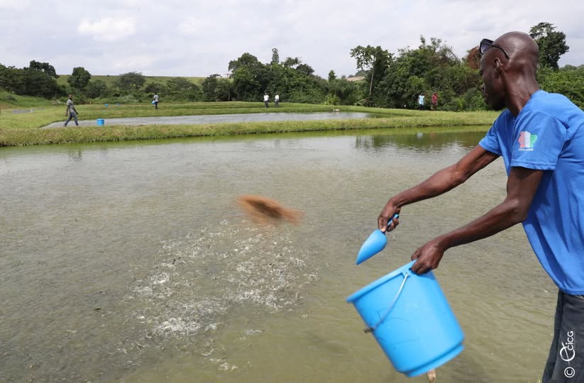 La Côte d'Ivoire mise sur l'élevage et la pisciculture pour assurer sa sécurité alimentaire