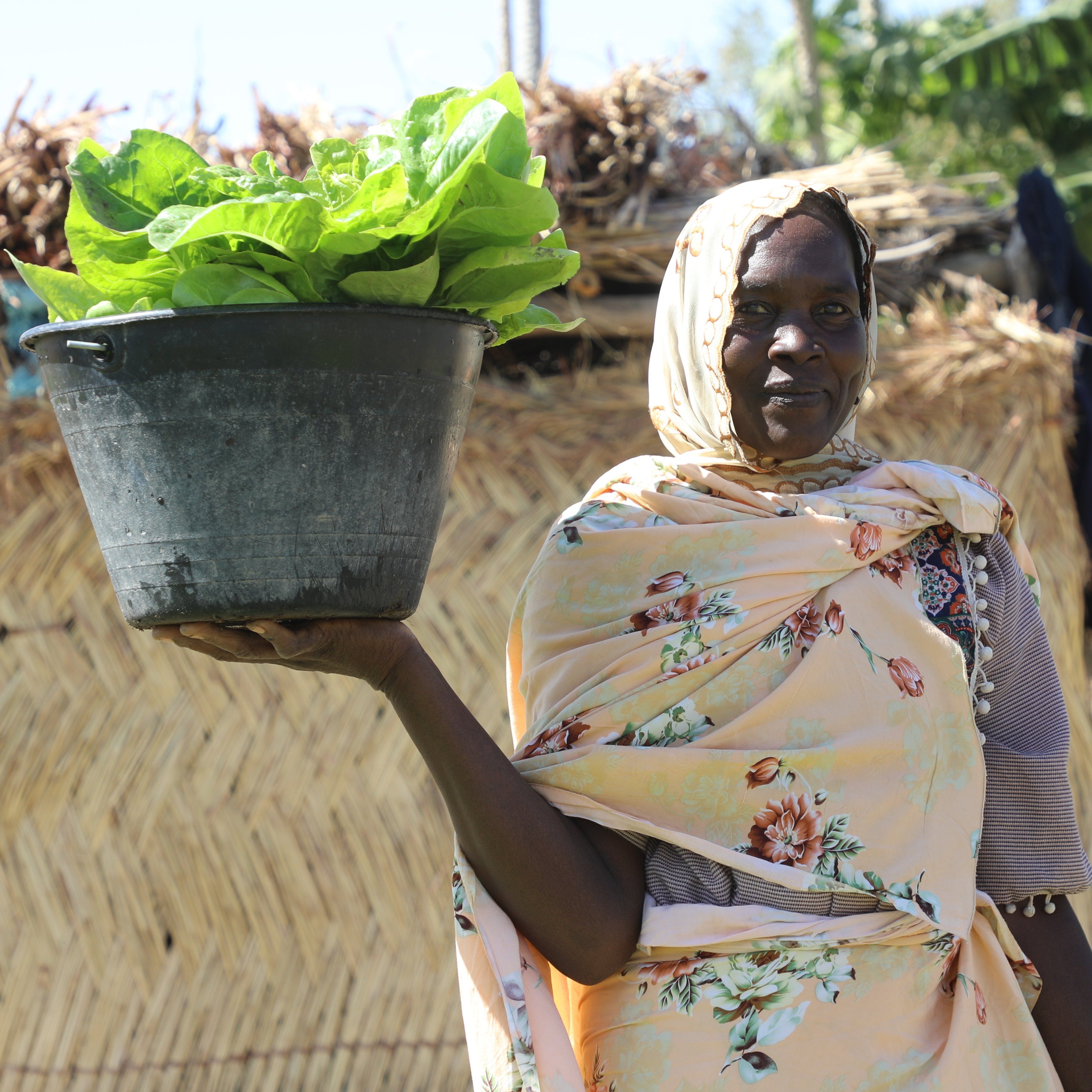 Le PAM et l'Allemagne boostent la production maraîchère au Tchad