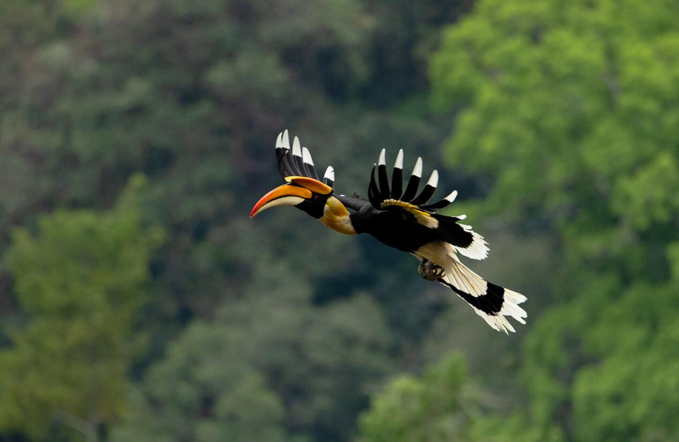 A hornbill flies in the Tongbiguan provincial-level nature reserve in Yingjiang county, Dehong Dai and Jingpo autonomous prefecture, southwest China's Yunnan province. (Photo by Yang Jialin/People's Daily Online)