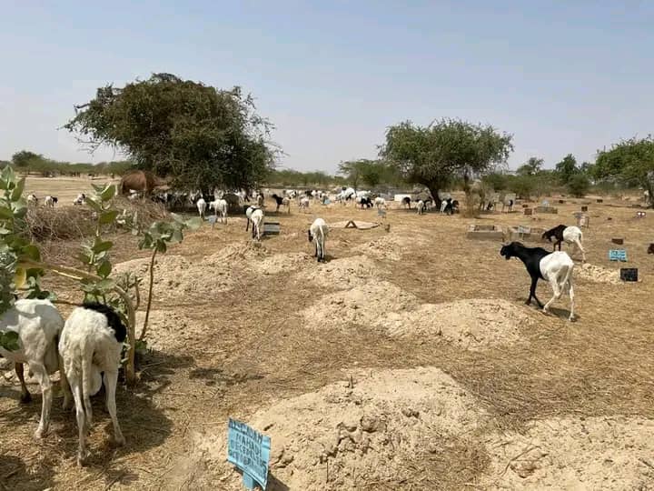 Tchad - Lamadji : Un cimetière livré aux animaux