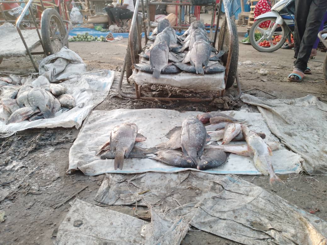 Tchad : du poisson frais à gogo !