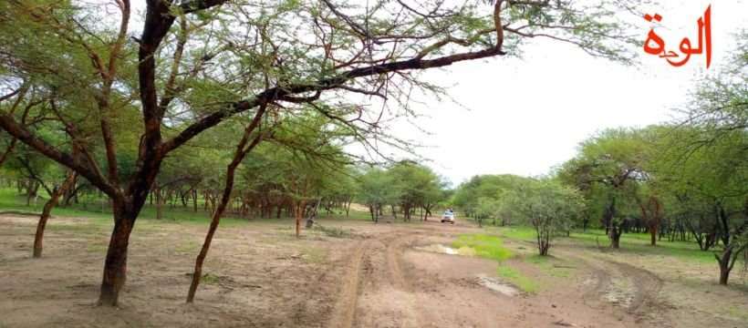 Tchad : quatre militaires tués dans un braquage au Sila