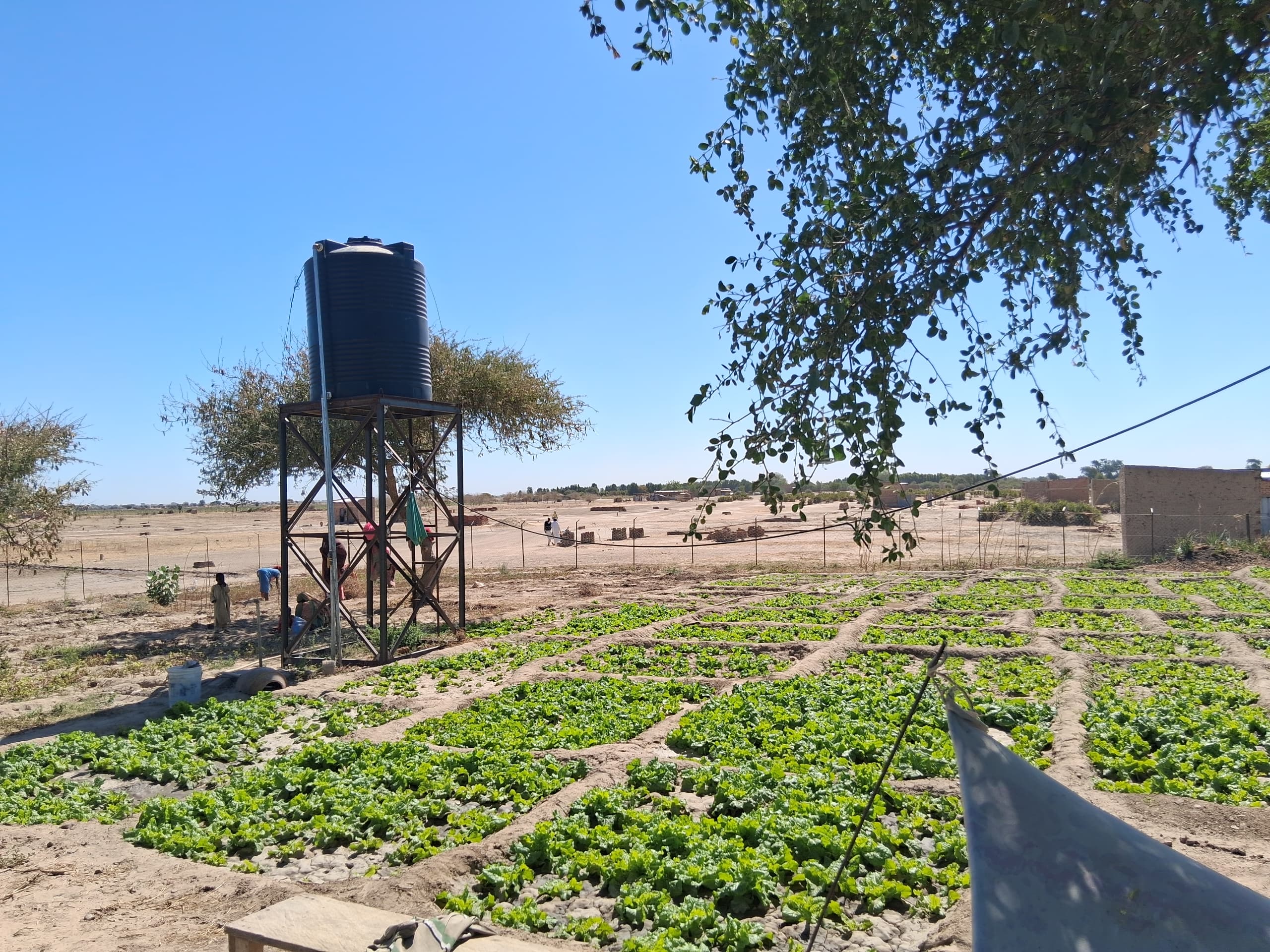 Tchad : L'ANGMV et le PAM forment 150 femmes à l'agroforesterie durable