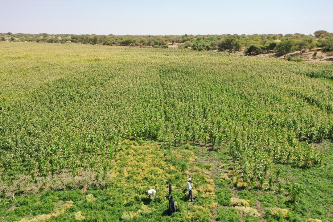 Lac Tchad : Le chef de canton de Bol salue le PAM pour les aménagements agricoles