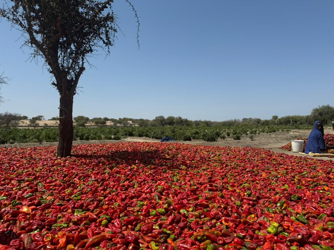 Le Lac Tchad, un grenier agricole en devenir selon le PAM