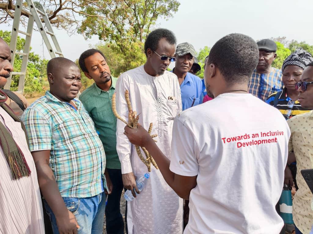 Tchad : dans le Moyen-Chari, formation sur la technique de greffage des plants de karité