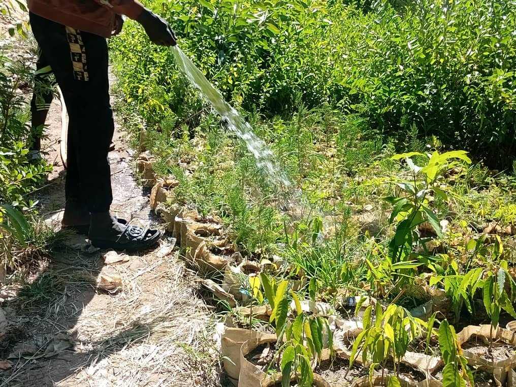 Tchad : environnement, la gestion du jardinage est un défi de taille