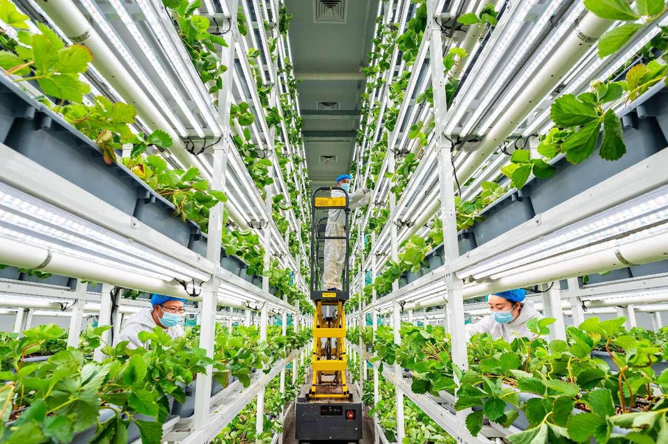 A digital plant factory operates within a modern agricultural park in Hohhot, north China's Inner Mongolia autonomous region. (Photo by Ding Genhou/People's Daily Online)