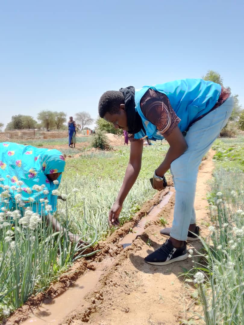 Tchad : L'agriculture maraîchère, une bouée de sauvetage pour les réfugiés et les autochtones de Hadjar Hadid