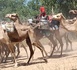 Tchad : La transhumance, un défi permanent dans le Batha