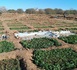 Tchad - Amdjarass : Un jardin partagé entre les Tchadiens et les réfugiés Soudanais pour une paix cultivée