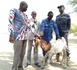 N'Djamena : La mairie du 9ᵉ arrondissement distribue des moutons aux leaders religieux