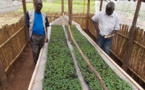 Potatoes grown from seeds may solve hunger in Africa