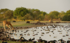 Tchad : Médias et comédiens au parc de Zakouma pour protéger l'environnement 