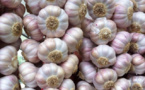 ‘Garlic town’ goes global