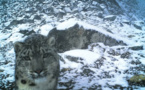 China’s largest-ever survey on snow leopards near completion