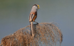 ‘Pandas of birds’ show up in Beijing thanks to improved ecological environment 