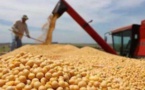 China to diversify supply system of soybean import