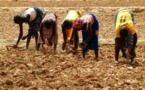 Tchad : le suivi de la campagne agricole s’intensifie