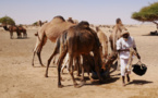 Tchad : le développement d'un pastoralisme résilient pour renforcer la paix