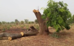 Tchad : 5 hectares d'arbres détruits dans une forêt