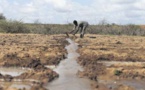 Tchad : une nouvelle technique d'irrigation du riz expérimentée