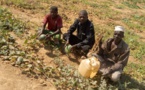 Tchad : une formation en immersion sur la culture maraîchère à l'Est