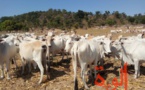 Le Tchad paye ses dettes avec des bœufs, face au manque de liquidités