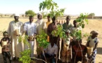 Tchad : à Batouma, près d'Abéché, une opération de reboisement dans un village